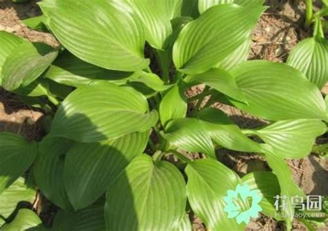 草本植物有哪些|草本（草本植物）